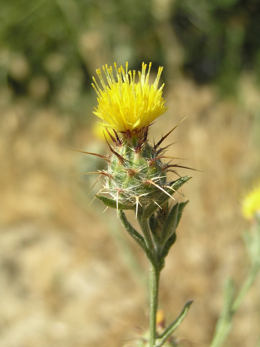 Centaurea melitensis