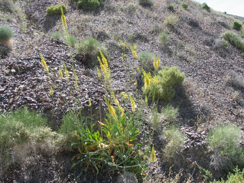 Stanleya pinnata Stanleya pinnata