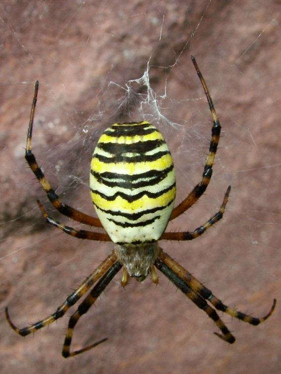 Argiope bruennichi Argiope bruennichi