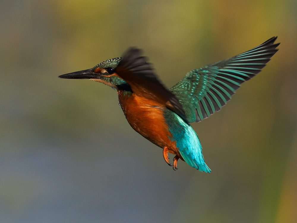 Alcedo atthis