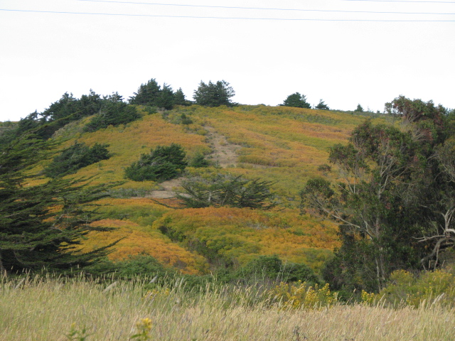 Hypericum canariense