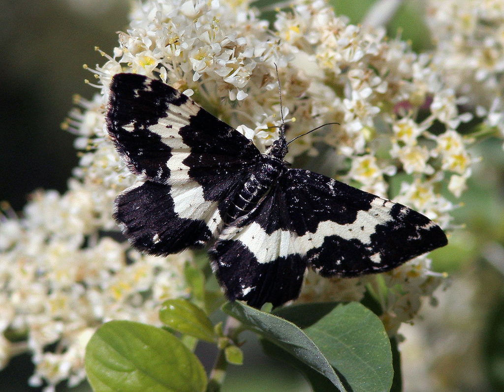 Rheumaptera subhastata