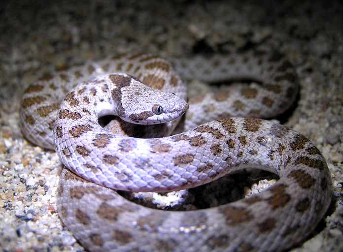 Hypsiglena torquata
