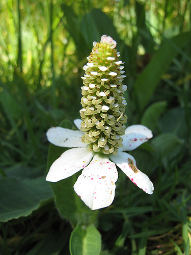Anemopsis californica