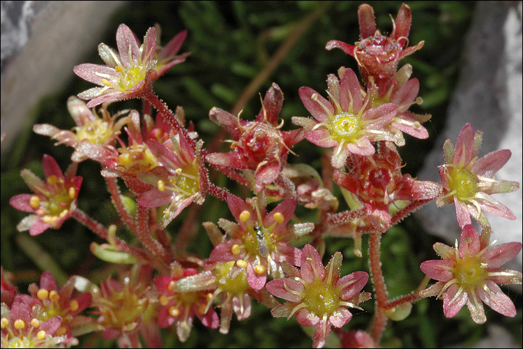 Saxifraga exarata ssp. atropurpurea