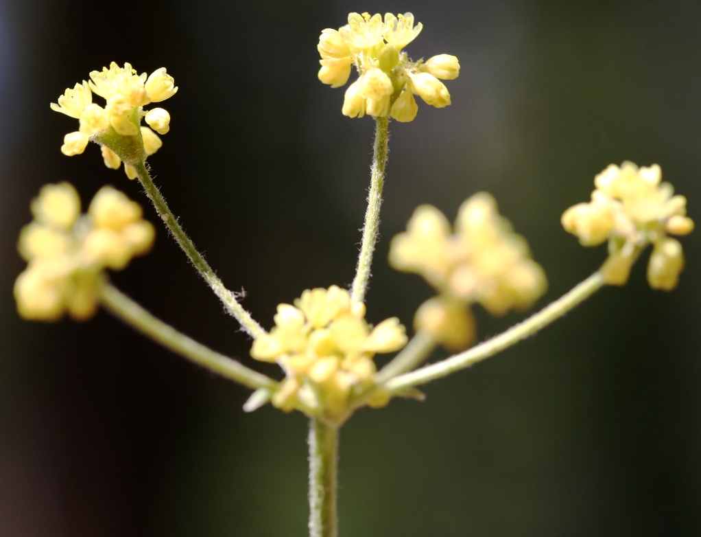Eriogonum marifolium Eriogonum marifolium