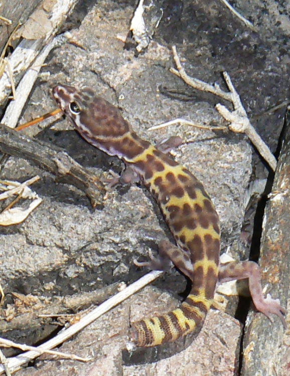 Coleonyx variegatus Coleonyx variegatus