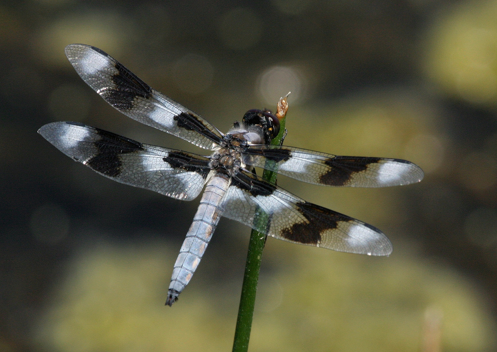 Libellula forensis (Eight-spotted skimmer dragonfly)