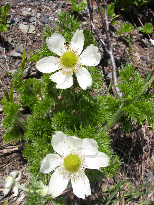 Pulsatilla occidentalis Pulsatilla occidentalis