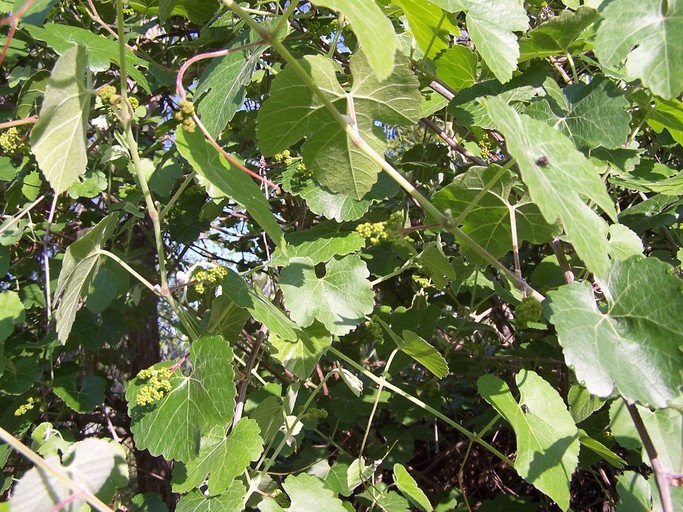 Vitis californica