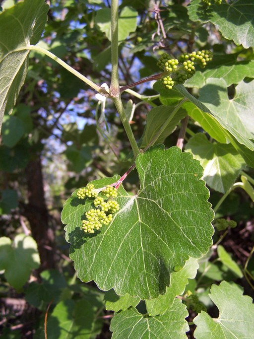 Vitis californica