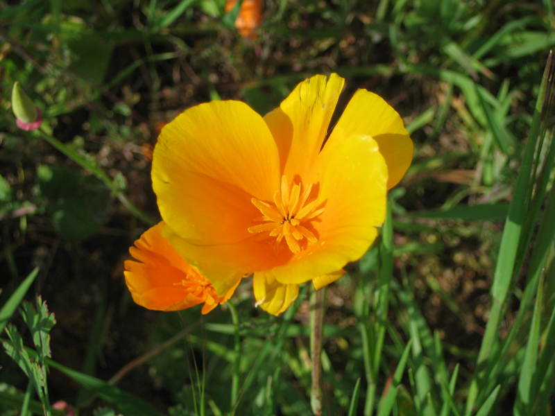 Eschscholzia californica Eschscholzia californica