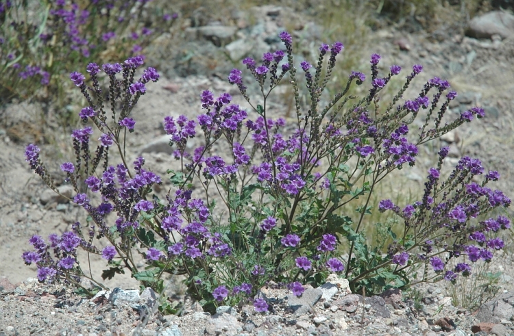 Phacelia crenulata var. ambigua