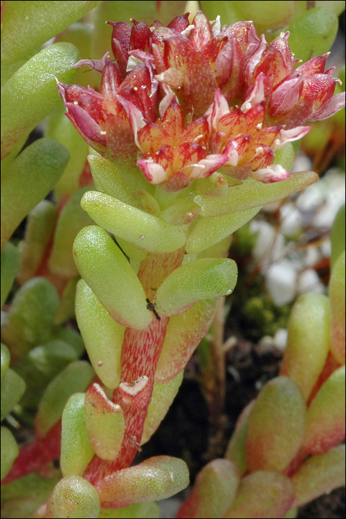 Sedum atratum ssp. atratum