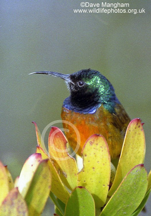 Anthobaphes violacea