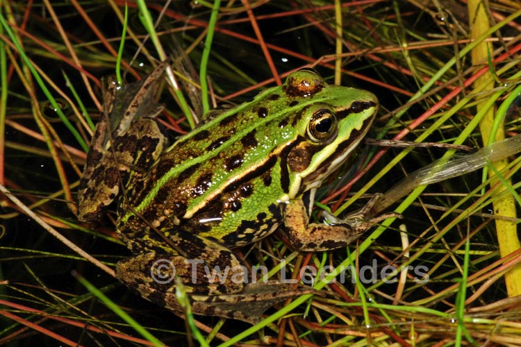 Pelophylax lessonae