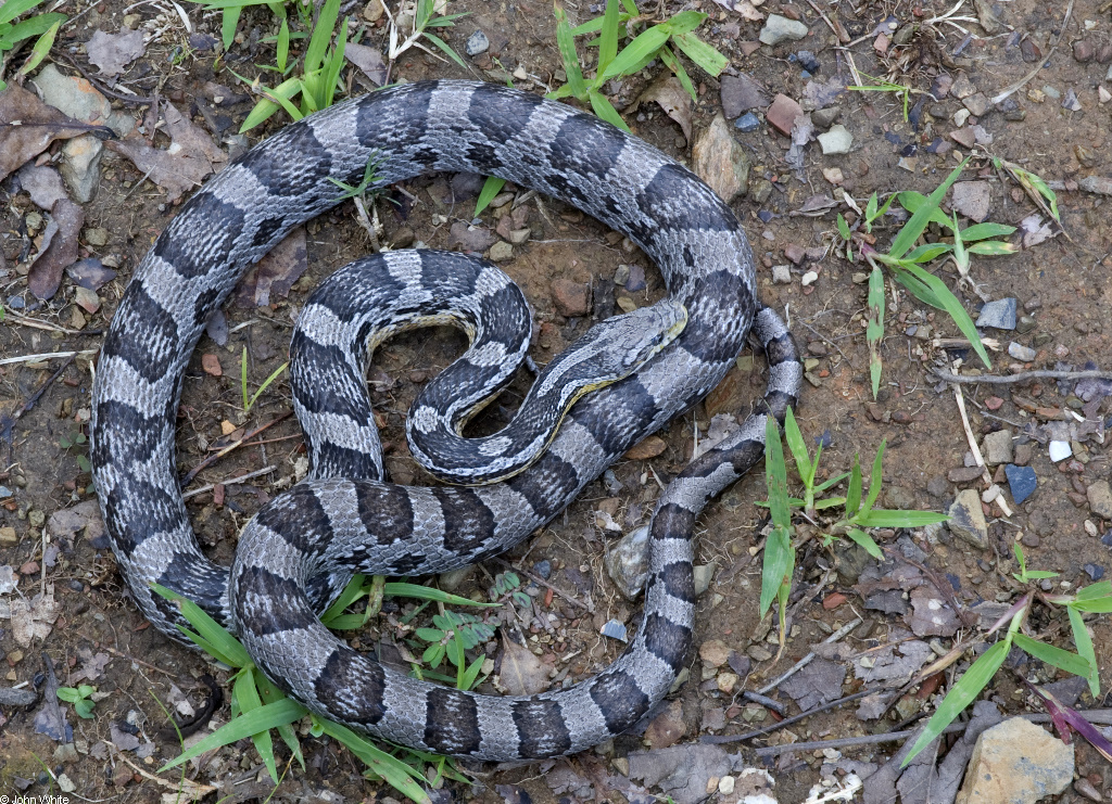 Pantherophis emoryi