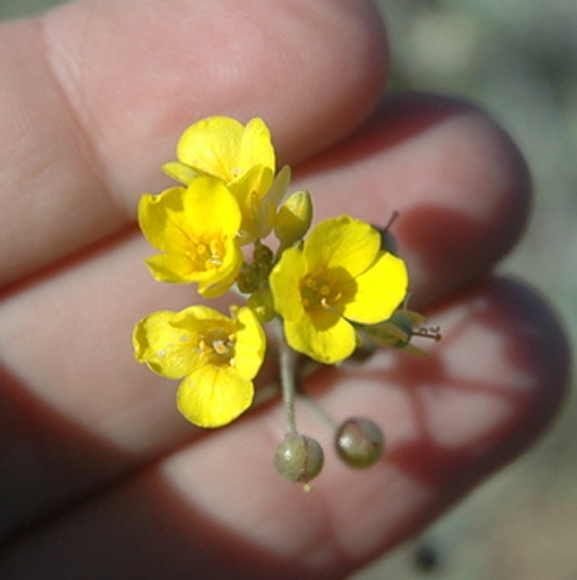 Physaria tenella Physaria tenella