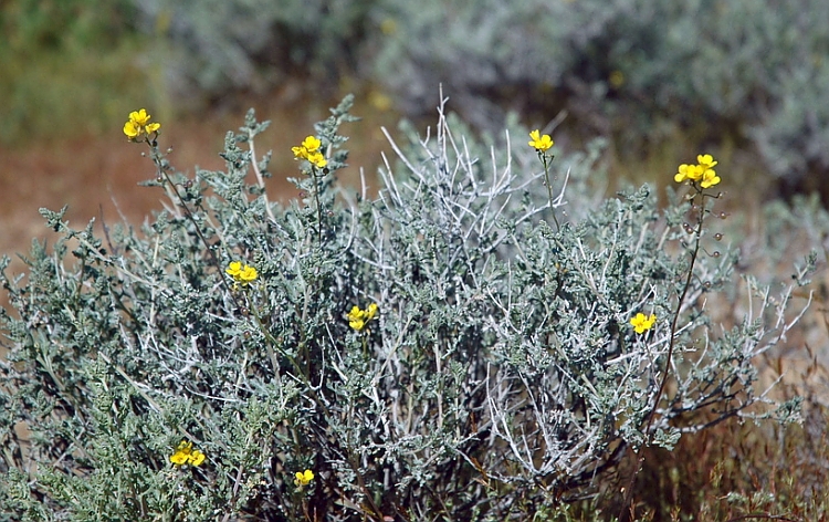 Physaria tenella Physaria tenella