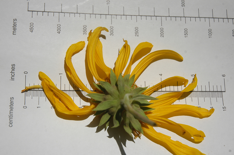 Wyethia elata