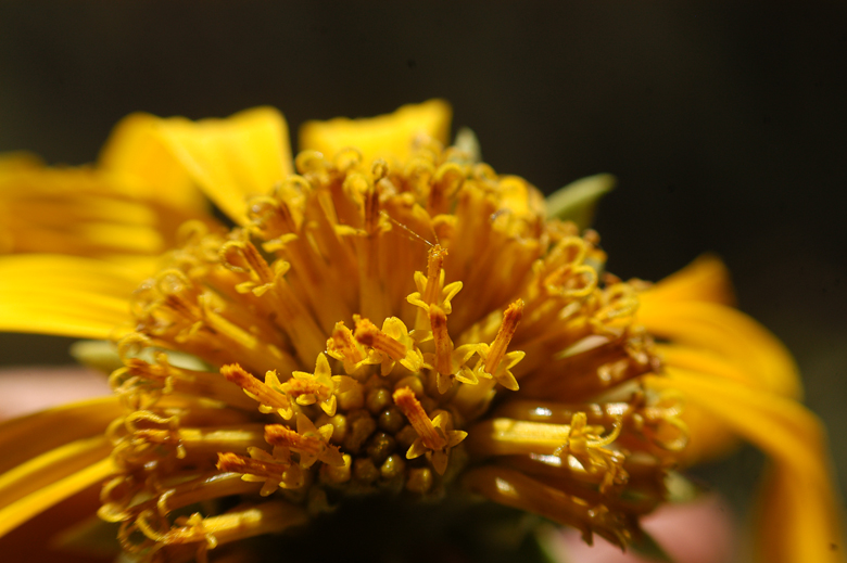 Wyethia elata