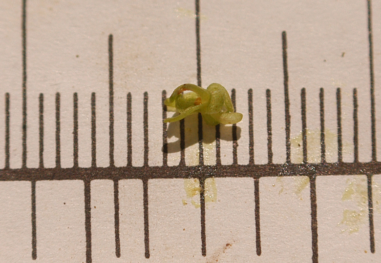 Piperia colemanii