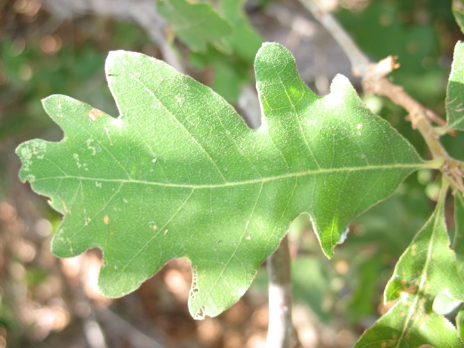 Quercus gambelii