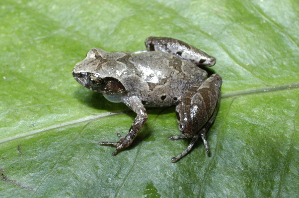 Leptobrachella baluensis Leptobrachella baluensis