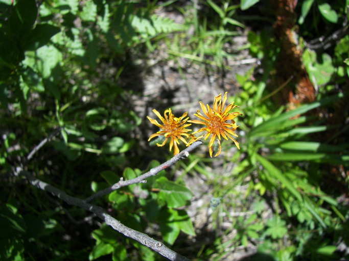 Agoseris aurantiaca Agoseris aurantiaca