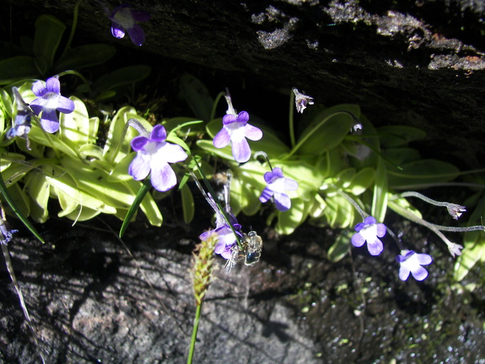 Pinguicula macroceras Pinguicula macroceras