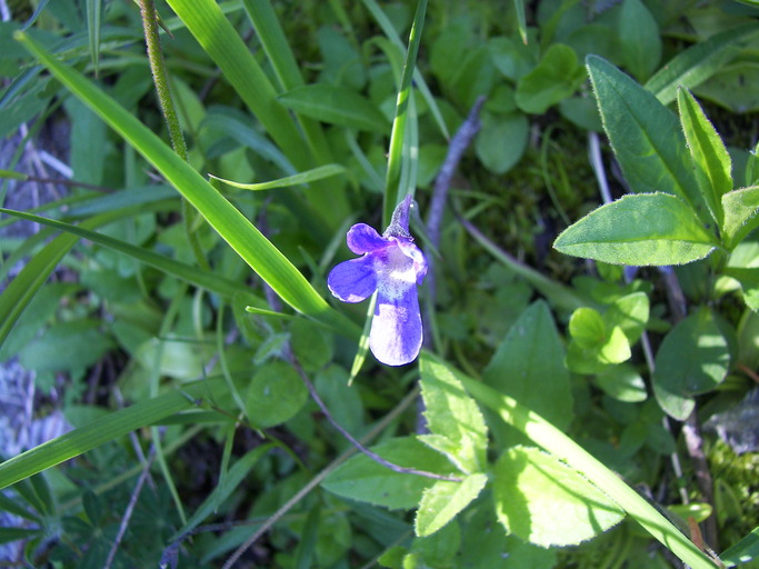 Pinguicula macroceras Pinguicula macroceras