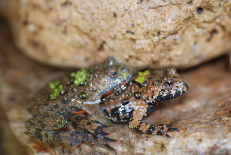 Bombina orientalis