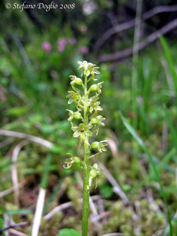 Neottia cordata
