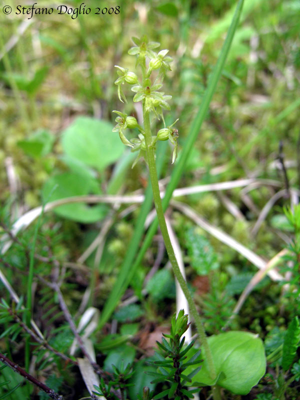 Neottia cordata