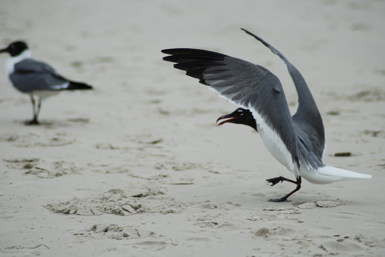 Leucophaeus atricilla Leucophaeus atricilla