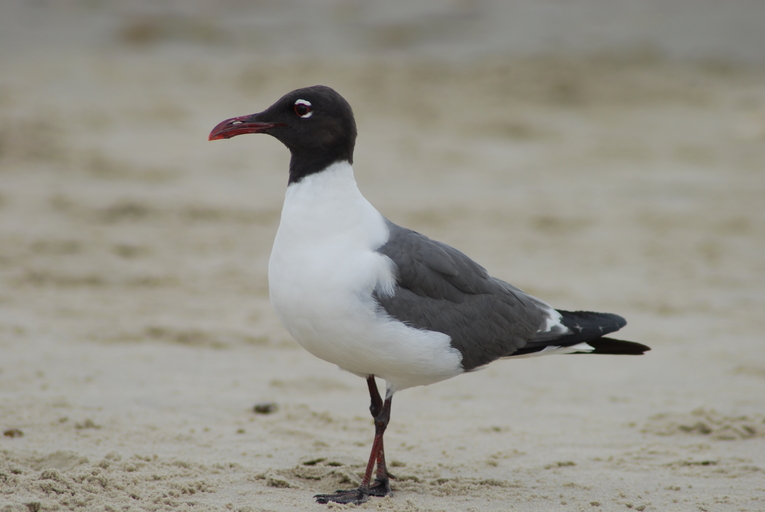 Leucophaeus atricilla Leucophaeus atricilla