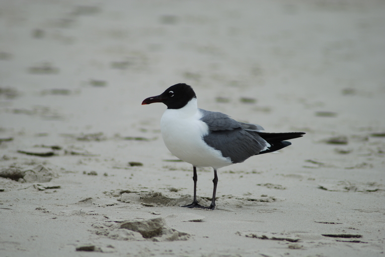 Leucophaeus atricilla Leucophaeus atricilla