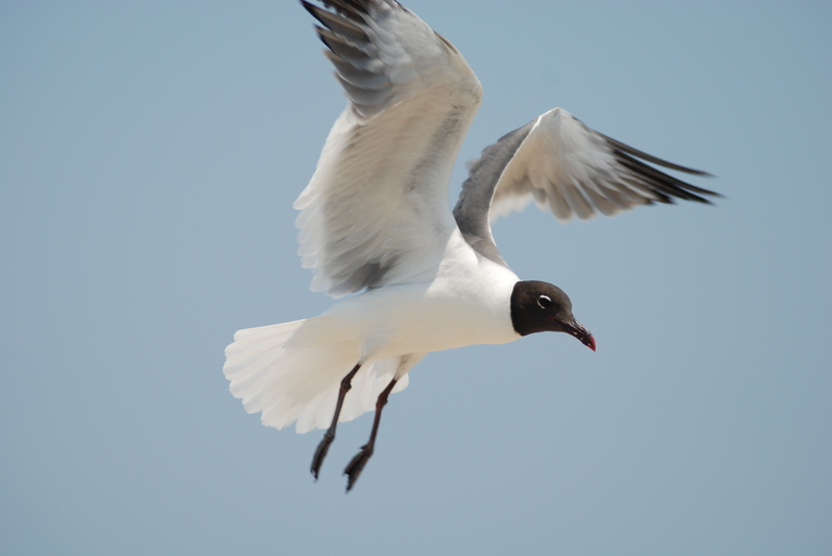 Leucophaeus atricilla Leucophaeus atricilla
