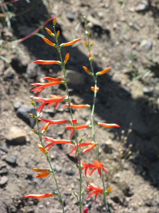Penstemon labrosus Penstemon labrosus