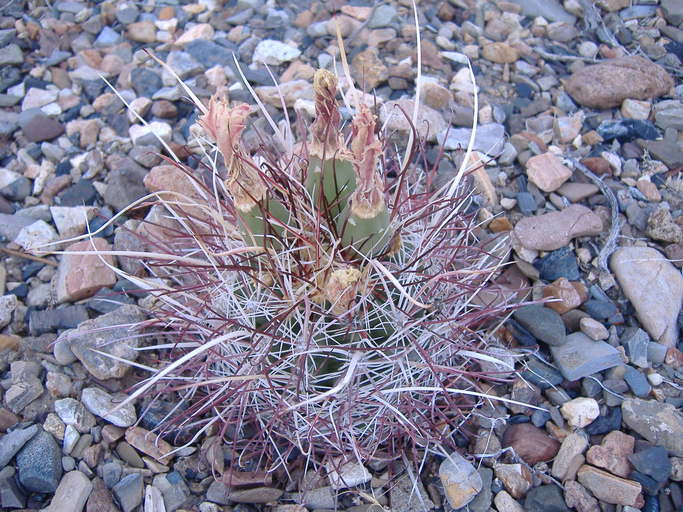 Sclerocactus polyancistrus Sclerocactus polyancistrus