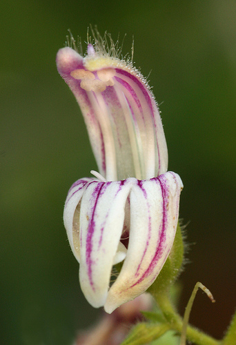 Keckiella breviflora