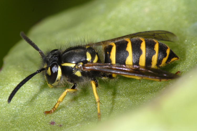Vespula alascensis Vespula alascensis