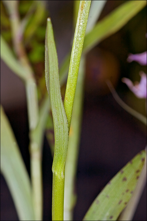 Dactylorhiza incarnata var. haematodes