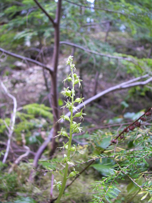 Neottia cordata Neottia cordata