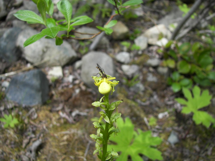 Platanthera stricta