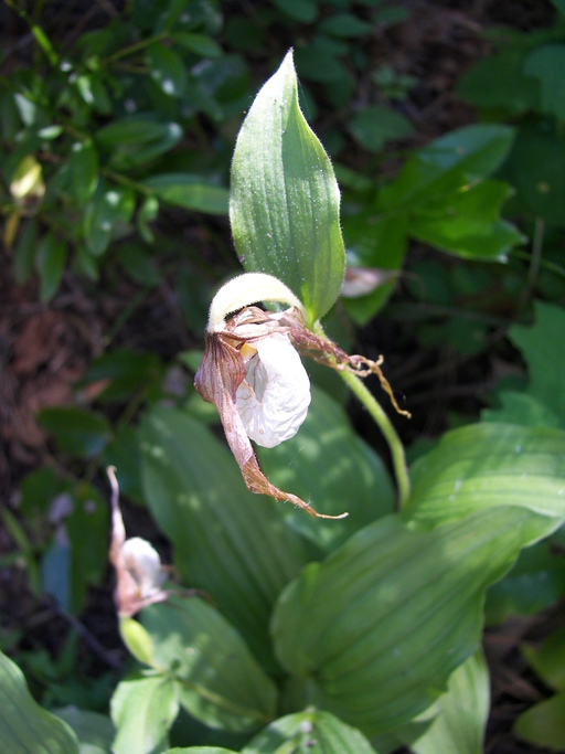 Cypripedium montanum Cypripedium montanum