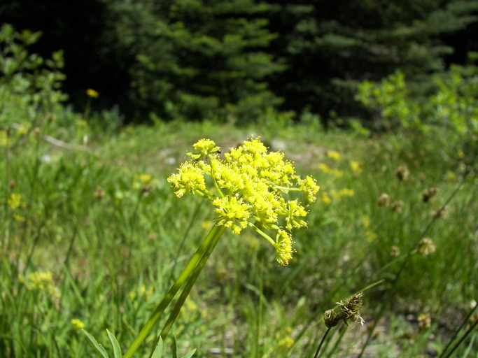 Lomatium brandegei Lomatium brandegei