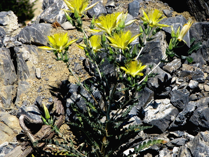 Mentzelia laevicaulis