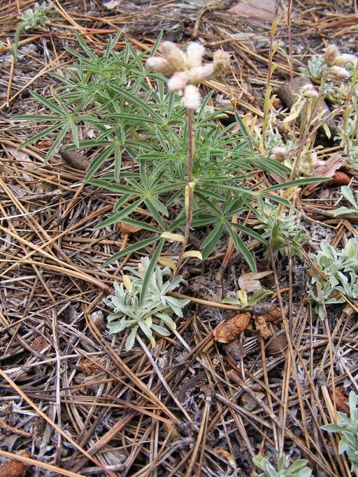 Antennaria rosea Antennaria rosea