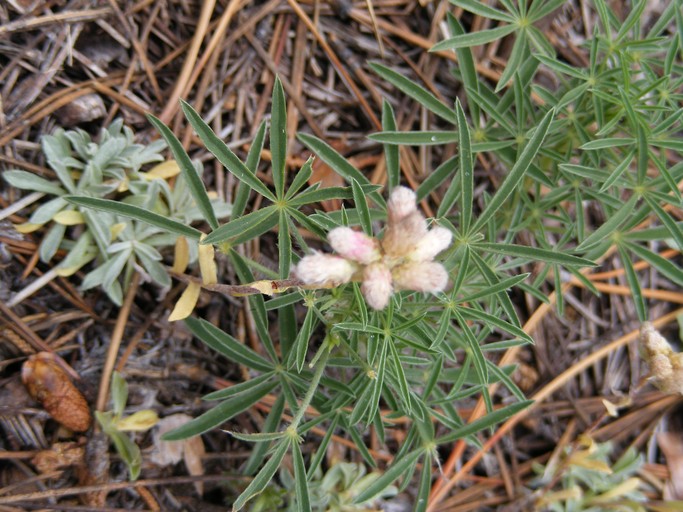 Antennaria rosea Antennaria rosea